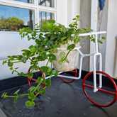 New Items - Lili & Co - Xplorioâ„¢ Kleinmond