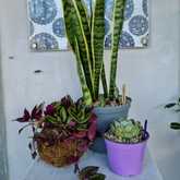 New Items - Lili & Co - Xplorioâ„¢ Kleinmond