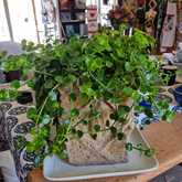 New Items - Lili & Co - Xplorioâ„¢ Kleinmond