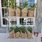 New Items - Lili & Co - Xplorioâ„¢ Kleinmond