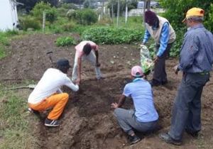 Fokus op amateur tuiniers en hulle tuine