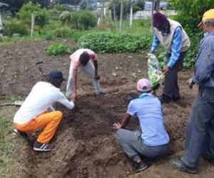 Fokus op amateur tuiniers en hulle tuine