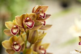 16 December 2021: Orchid Care Workshop