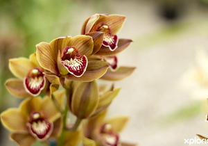 16 December 2021: Orchid Care Workshop