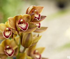 16 December 2021: Orchid Care Workshop