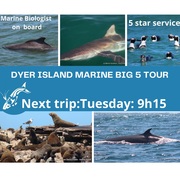 Next Dyer Island Marine Big 5 Tour: 7 December 2021