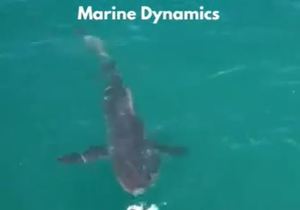 Next Marine Dynamics Shark Cage Diving Trip: 7 December 2021