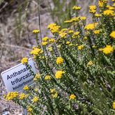 Anthanasia Trifurcata - Pearly Beach Conservancy - Xplorioâ„¢ Gansbaai