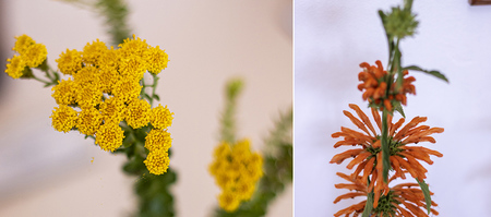 gansbaai_npo_pearly_beach_conservancy_leonotis_leonuris_1__1638874261