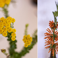 Leonotis Leonuris - Pearly Beach Conservancy - Xplorioâ„¢ Gansbaai