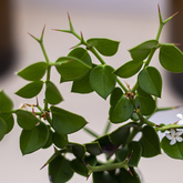 Lemoenbessie - Pearly Beach Conservancy - Xplorioâ„¢ Gansbaai