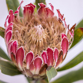 Protea - Pearly Beach Conservancy - Xplorioâ„¢ Gansbaai