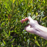 Removing Alien Plants - Pearly Beach Conservancy - Xplorioâ„¢ Gansbaai
