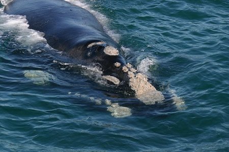 Southern Right Whale