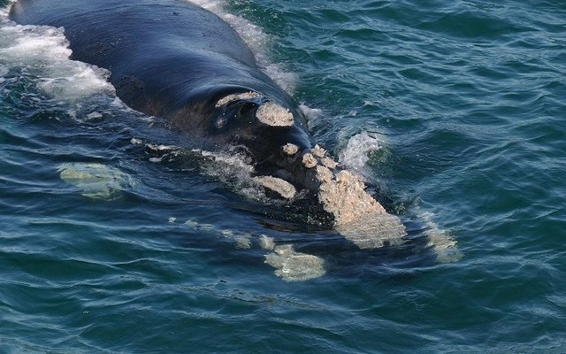 Southern Right Whale Southern Right Whale