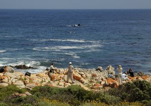 Whale of a Time - Gansbaai Weekend Inspiration