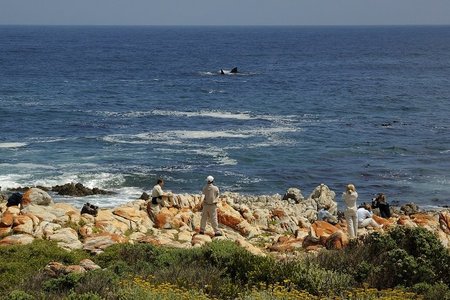 Land-based Whale Watching in De Kelders, Gansbaai