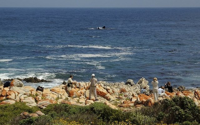 Land-based Whale Watching in De Kelders, Gansbaai Land-based Whale Watching in De Kelders, Gansbaai