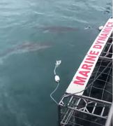 Next Marine Dynamics Shark Cage Diving Trip: 9 December 2021