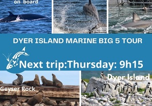 Next Dyer Island Marine Big 5 Tour: 9 December 2021