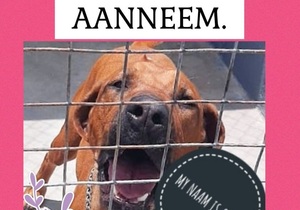 Sheila is ready to be adopted!