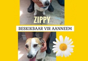 Zippy and Zola - Ready to be Adopted