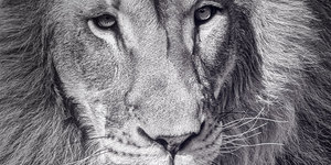 Close up wildlife photography by Herman van Bon