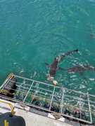 Shark Cage Diving