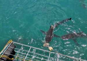 Shark Cage Diving