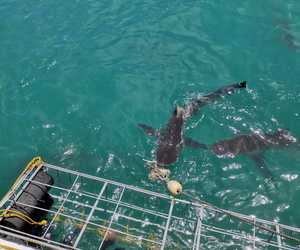 Shark Cage Diving