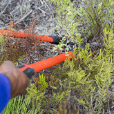 Trimming Plants - Fynbos Pole Depot Struisbaai - Xplorioâ„¢ Struisbaai