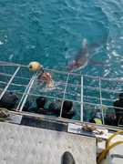 Recent Shark Cage Diving Trips withÂ White Shark Projects