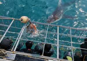 Recent Shark Cage Diving Trips withÂ White Shark Projects