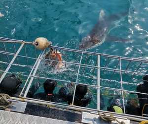 Recent Shark Cage Diving Trips withÂ White Shark Projects