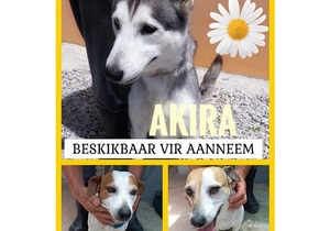 Dogs Up For Adoption