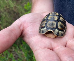 SHOUT OUT TO WILDLIFE VOLUNTEERS - THANK YOU