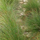 Restio Path - Element Ecosystems - Xplorioâ„¢ L'Agulhas