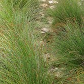 Restio Path - Element Ecosystems - Xplorioâ„¢ L'Agulhas