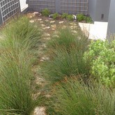 Restio Path - Element Ecosystems - Xplorioâ„¢ L'Agulhas