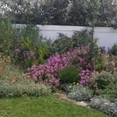 Fynbos - Element Ecosystems - Xplorioâ„¢ L'Agulhas