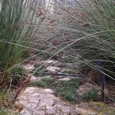 Path - Element Ecosystems - Xplorioâ„¢ L'Agulhas