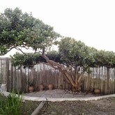 Milkwood Pruning - Element Ecosystems - Xplorioâ„¢ L'Agulhas