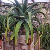 Planters - Element Ecosystems - Xplorioâ„¢ L'Agulhas
