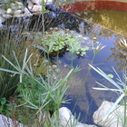 Natural Pool - Element Ecosystems - Xplorioâ„¢ L'Agulhas