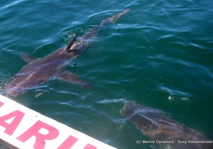 Daily Blog: 17 January 2022 | Shark Cage Diving in South Africa