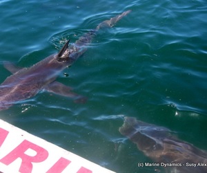 Daily Blog: 17 January 2022 | Shark Cage Diving in South Africa