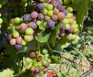 SUGAR AND SPICE - VERAISON