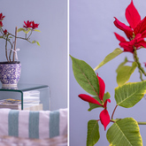 Decor - Rooftops Guest House Accommodation - Xplorioâ„¢ Bredasdorp