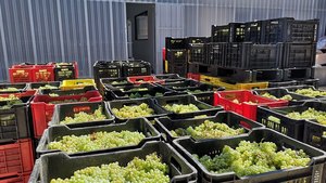 The first grapes of 2022 have arrived in the winery!