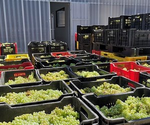 The first grapes of 2022 have arrived in the winery!